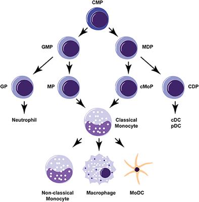 Monocytes and the Host Response to Fungal Pathogens